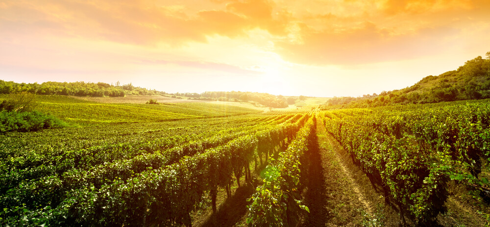 Expert-comptable Agriculteur Arcachon